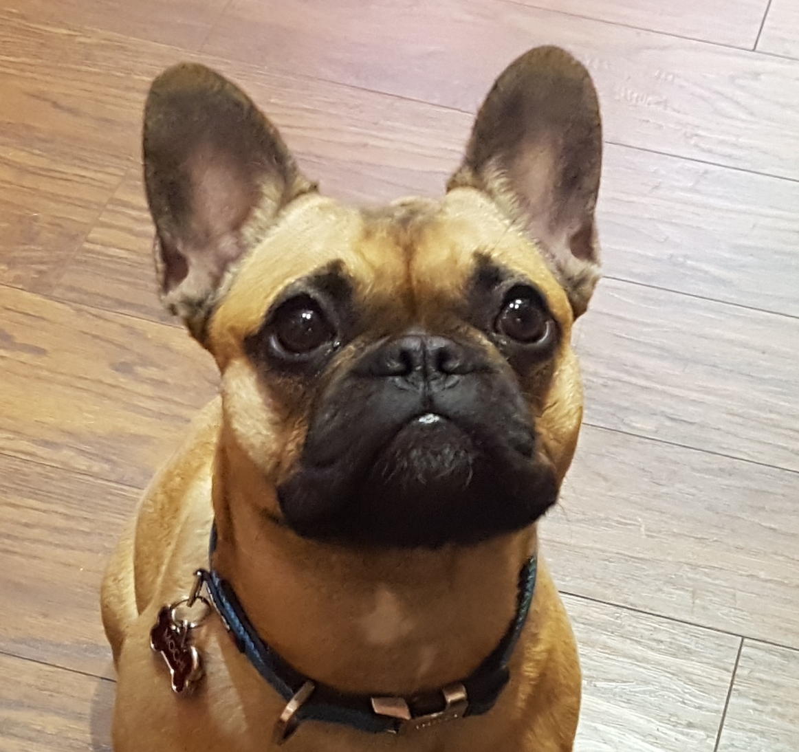 Mochi